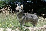 VASGOTASPETS 045